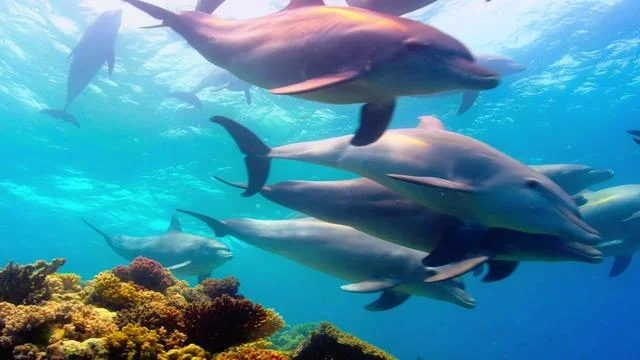 海洋世界海豚群纪录片封面